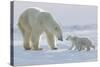 Polar Bear (Ursus Maritimus) and Cubs-David Jenkins-Stretched Canvas