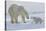 Polar Bear (Ursus Maritimus) and Cubs-David Jenkins-Stretched Canvas