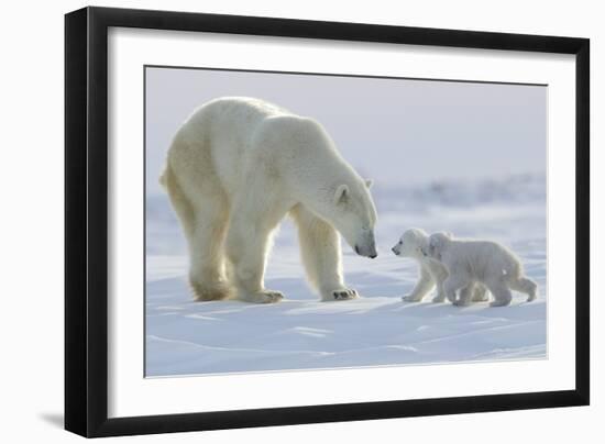 Polar Bear (Ursus Maritimus) and Cubs-David Jenkins-Framed Photographic Print