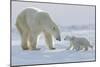 Polar Bear (Ursus Maritimus) and Cubs-David Jenkins-Mounted Photographic Print