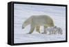 Polar Bear (Ursus Maritimus) and Cubs-David Jenkins-Framed Stretched Canvas