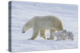 Polar Bear (Ursus Maritimus) and Cubs-David Jenkins-Stretched Canvas