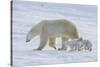 Polar Bear (Ursus Maritimus) and Cubs-David Jenkins-Stretched Canvas