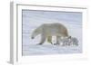 Polar Bear (Ursus Maritimus) and Cubs-David Jenkins-Framed Photographic Print