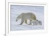 Polar Bear (Ursus Maritimus) and Cubs-David Jenkins-Framed Photographic Print