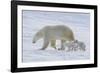 Polar Bear (Ursus Maritimus) and Cubs-David Jenkins-Framed Photographic Print