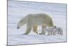 Polar Bear (Ursus Maritimus) and Cubs-David Jenkins-Mounted Photographic Print