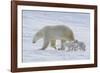 Polar Bear (Ursus Maritimus) and Cubs-David Jenkins-Framed Photographic Print