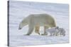 Polar Bear (Ursus Maritimus) and Cubs-David Jenkins-Stretched Canvas