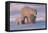 Polar Bear (Ursus Maritimus) and Cubs-David Jenkins-Framed Stretched Canvas