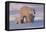 Polar Bear (Ursus Maritimus) and Cubs-David Jenkins-Framed Stretched Canvas