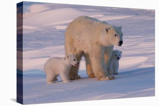 Polar Bear (Ursus Maritimus) and Cubs-David Jenkins-Stretched Canvas