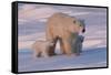 Polar Bear (Ursus Maritimus) and Cubs-David Jenkins-Framed Stretched Canvas