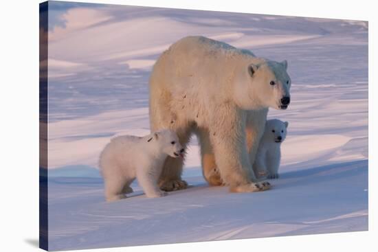 Polar Bear (Ursus Maritimus) and Cubs-David Jenkins-Stretched Canvas