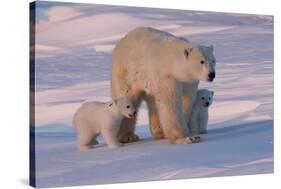 Polar Bear (Ursus Maritimus) and Cubs-David Jenkins-Stretched Canvas