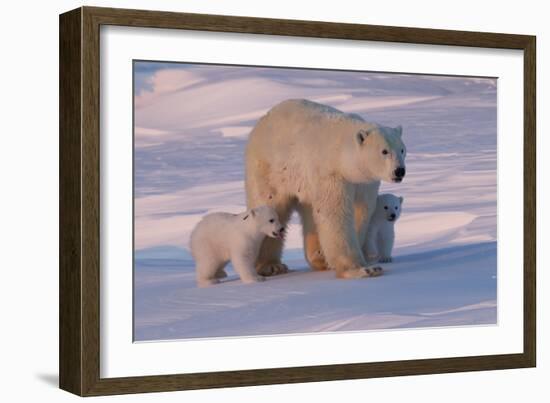 Polar Bear (Ursus Maritimus) and Cubs-David Jenkins-Framed Photographic Print