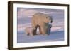 Polar Bear (Ursus Maritimus) and Cubs-David Jenkins-Framed Photographic Print