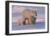 Polar Bear (Ursus Maritimus) and Cubs-David Jenkins-Framed Photographic Print