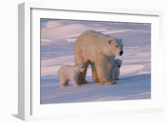 Polar Bear (Ursus Maritimus) and Cubs-David Jenkins-Framed Photographic Print