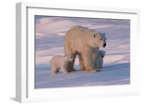 Polar Bear (Ursus Maritimus) and Cubs-David Jenkins-Framed Photographic Print