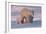 Polar Bear (Ursus Maritimus) and Cubs-David Jenkins-Framed Photographic Print