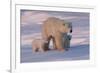 Polar Bear (Ursus Maritimus) and Cubs-David Jenkins-Framed Photographic Print