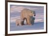 Polar Bear (Ursus Maritimus) and Cubs-David Jenkins-Framed Photographic Print