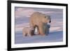 Polar Bear (Ursus Maritimus) and Cubs-David Jenkins-Framed Photographic Print