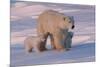 Polar Bear (Ursus Maritimus) and Cubs-David Jenkins-Mounted Photographic Print