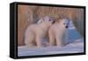 Polar Bear (Ursus Maritimus) and Cubs-David Jenkins-Framed Stretched Canvas