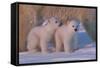 Polar Bear (Ursus Maritimus) and Cubs-David Jenkins-Framed Stretched Canvas