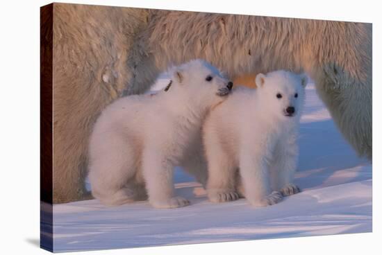 Polar Bear (Ursus Maritimus) and Cubs-David Jenkins-Stretched Canvas