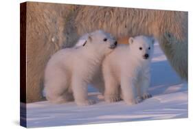 Polar Bear (Ursus Maritimus) and Cubs-David Jenkins-Stretched Canvas