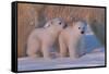 Polar Bear (Ursus Maritimus) and Cubs-David Jenkins-Framed Stretched Canvas