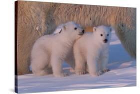 Polar Bear (Ursus Maritimus) and Cubs-David Jenkins-Stretched Canvas