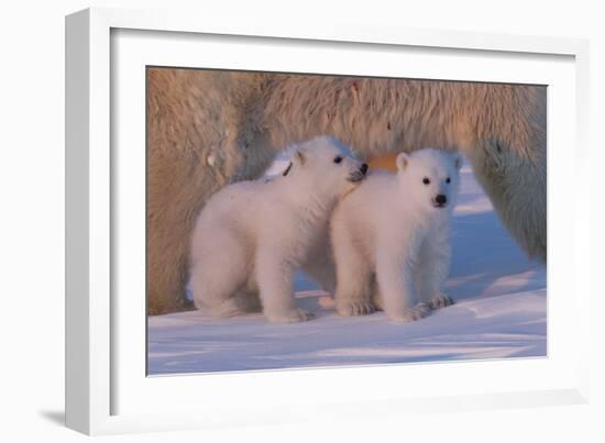 Polar Bear (Ursus Maritimus) and Cubs-David Jenkins-Framed Photographic Print