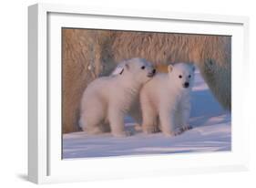 Polar Bear (Ursus Maritimus) and Cubs-David Jenkins-Framed Photographic Print