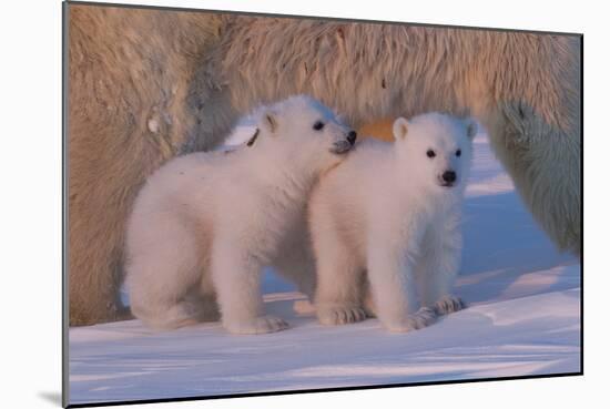 Polar Bear (Ursus Maritimus) and Cubs-David Jenkins-Mounted Photographic Print