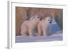 Polar Bear (Ursus Maritimus) and Cubs-David Jenkins-Framed Photographic Print