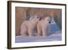 Polar Bear (Ursus Maritimus) and Cubs-David Jenkins-Framed Photographic Print