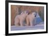 Polar Bear (Ursus Maritimus) and Cubs-David Jenkins-Framed Photographic Print