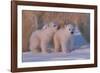 Polar Bear (Ursus Maritimus) and Cubs-David Jenkins-Framed Photographic Print