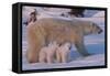 Polar Bear (Ursus Maritimus) and Cubs-David Jenkins-Framed Stretched Canvas