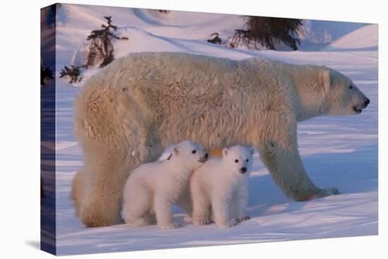 Polar Bear (Ursus Maritimus) and Cubs-David Jenkins-Stretched Canvas