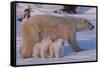 Polar Bear (Ursus Maritimus) and Cubs-David Jenkins-Framed Stretched Canvas