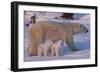 Polar Bear (Ursus Maritimus) and Cubs-David Jenkins-Framed Photographic Print