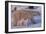 Polar Bear (Ursus Maritimus) and Cubs-David Jenkins-Framed Photographic Print