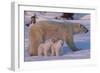 Polar Bear (Ursus Maritimus) and Cubs-David Jenkins-Framed Photographic Print