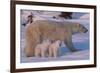 Polar Bear (Ursus Maritimus) and Cubs-David Jenkins-Framed Photographic Print