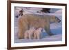 Polar Bear (Ursus Maritimus) and Cubs-David Jenkins-Framed Photographic Print